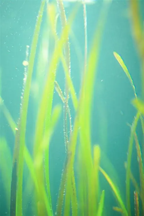 Magagandang eelgrass sa isang aquarium