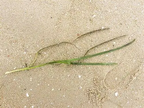 Eelgrass ya kawaida iliyoosha kwenye mchanga