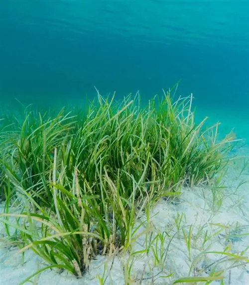 un lit de zostère marine sous l'eau