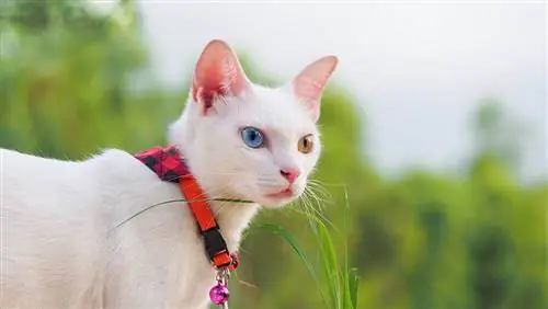 Gato de diamante Khao manee com coleira vermelha