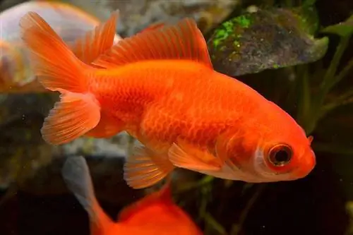 Orangefarbener Goldfisch im Aquarium