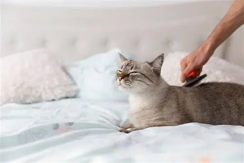 orang menyikat kucing shorthair domestik di tempat tidur