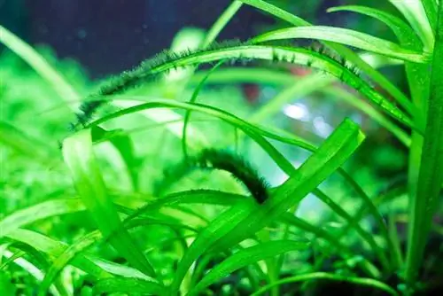 close-up pygmee-kettingzwaardplant met algen in het aquarium