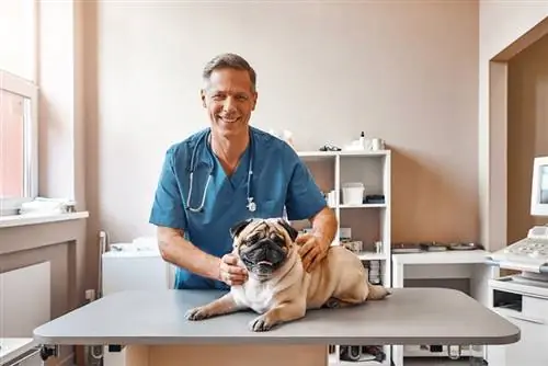 vrolijke mannelijke dierenarts van middelbare leeftijd die een mopshond vasthoudt in de veterinaire kliniek