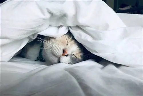 kucing tidur di bawah selimut