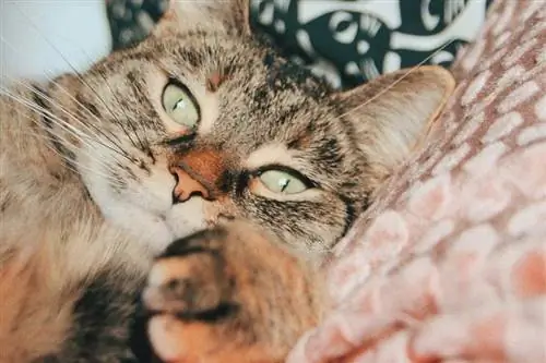 Chat gris allongé sur un oreiller