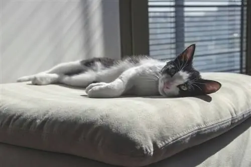 Anak kucing lucu berbaring di atas bantal besar