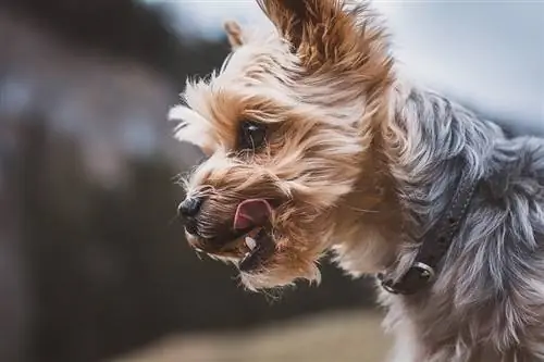 yorkshire terrier lamiendo