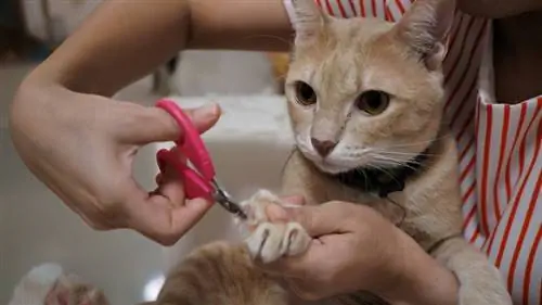 majiteľ používa ružové nožnice tp clip cats nails