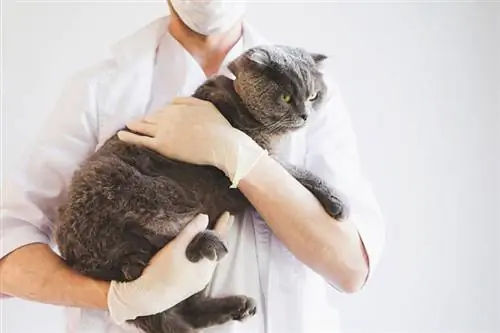 vétérinaire tenant le chat scottish fold dans une clinique vétérinaire