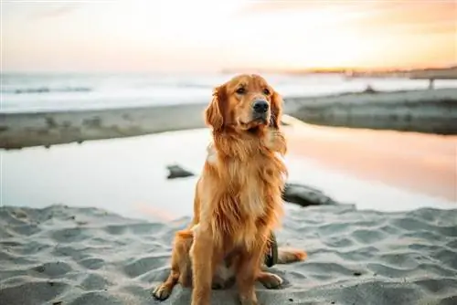 golden retriever op die strand