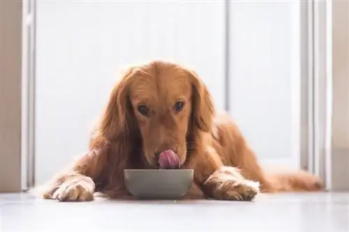 Golden Retriever mănâncă