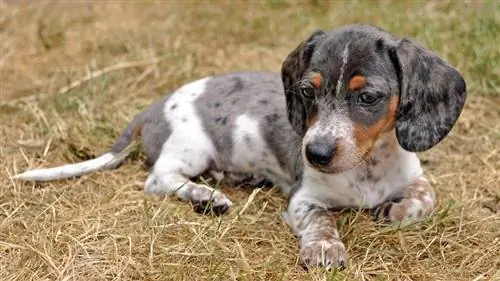 benekli dachshund