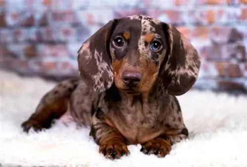 Dapple Dachshund: ข้อเท็จจริง, แหล่งกำเนิด & ประวัติศาสตร์