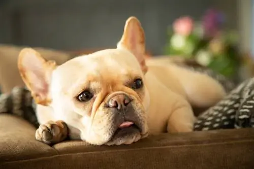 ครีม French Bulldog: ข้อเท็จจริง, แหล่งกำเนิด & ประวัติศาสตร์ (มีรูปภาพ)