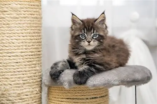 Maine Coon বিড়ালছানা মিথ্যা