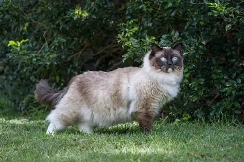 ragdoll kat i en park ser ud til siden