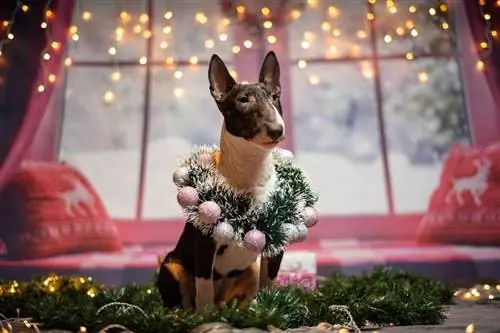 bull terrier dengan kalungan krismas di lehernya