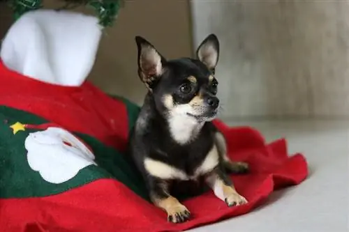 anjing kecil yang comel di atas tikar krismas