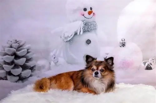 chihuahua hund på en snöig bakgrund