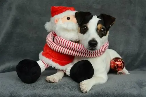 jack russel hund iført et julemandskostume til jul