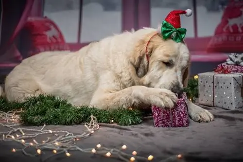 anjing membuka hadiah natalnya