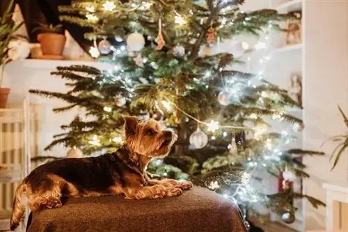 perro al lado de un árbol de navidad