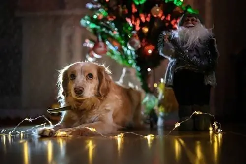 perro cerca del árbol de navidad