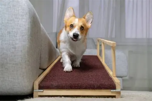 filhote de welsh corgi na rampa para cães