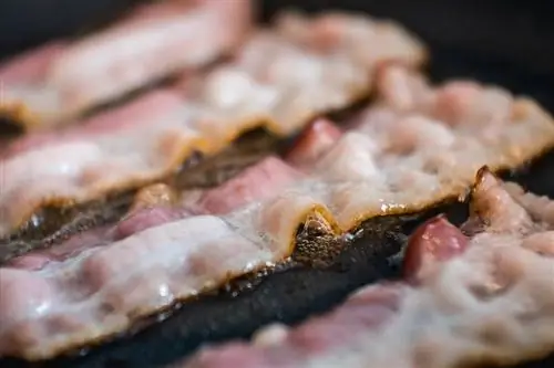 Você pode colocar gordura de bacon na comida de cachorro? O que você precisa saber