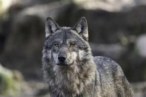 Lobos podem comer comida de cachorro? É saudável?