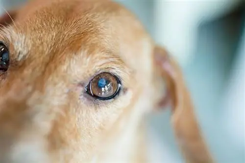 primo piano di un cane con una malattia agli occhi