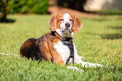 en hund, der kniber øjnene sammen for det skarpe sollys