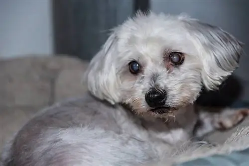 il cane havanese ha la cataratta