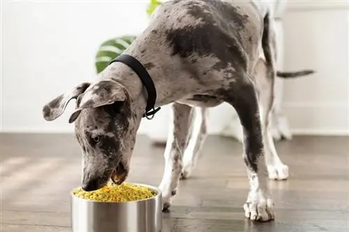 perro comiendo nom nom de un tazón