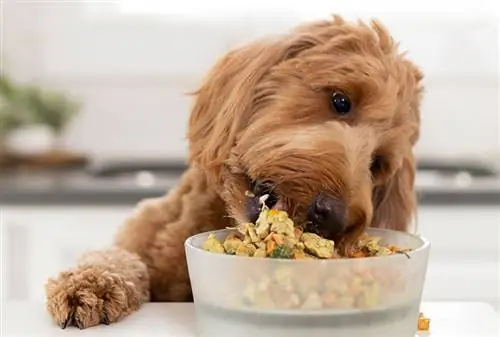 perro comiendo nom nom en el mostrador