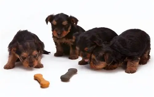 Knochenförmige Leckereien vor schwarzen und braunen Yorkshire-Terrier-Welpen