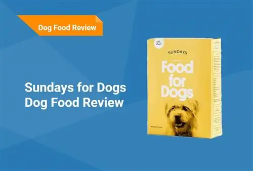 Sundays for Dogs Food Review 2023: Geri Çağırmalar, Artılar & Eksiler