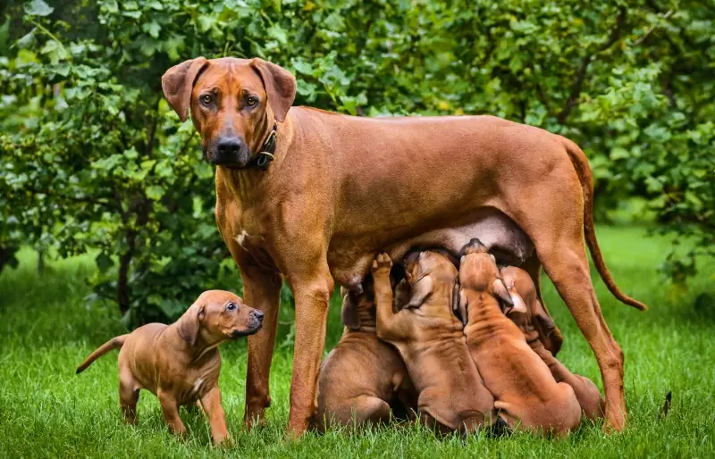 Sevrage des chiots : Guide étape par étape approuvé par le vétérinaire