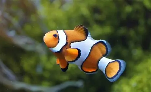 clownfish