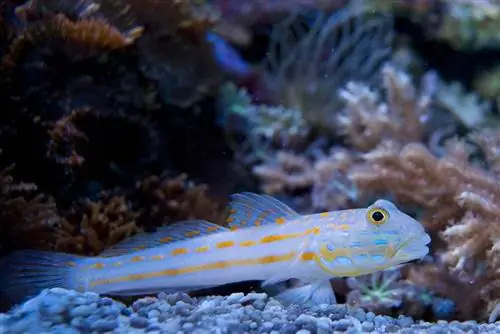 Oransje flekket Sleeper Diamond Goby