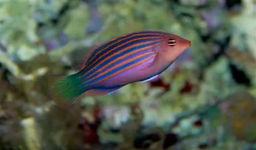 ስድስት መስመር Wrasse - Pseudocheilinus hexataenia