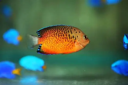 Pesce angelo arrugginito