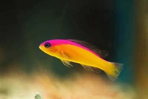 Retrospekcja Dottyback