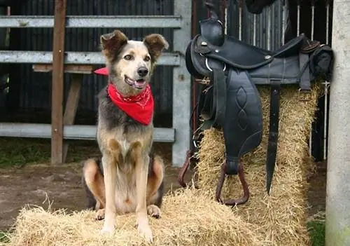 300+ västerländska hundnamn: Southern, Cowboy & Landsidéer