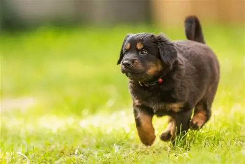 Hovawart köpek yavrusu koşuyor