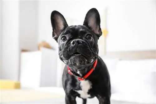 Boston terrier negro