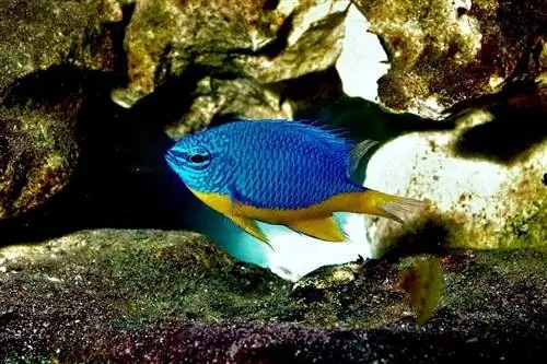 Damselfish