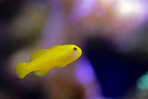 Gul clown goby