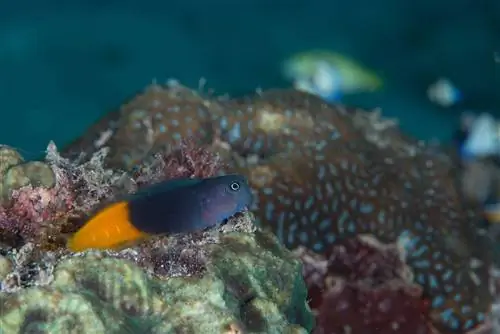 płomienny ogon dwukolorowy blenny